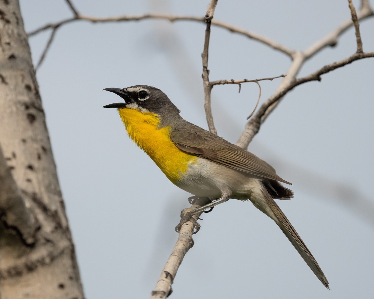 Yellow-breasted Chat - ML620088977