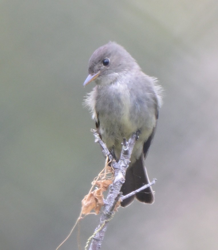 Eastern Wood-Pewee - ML620088981