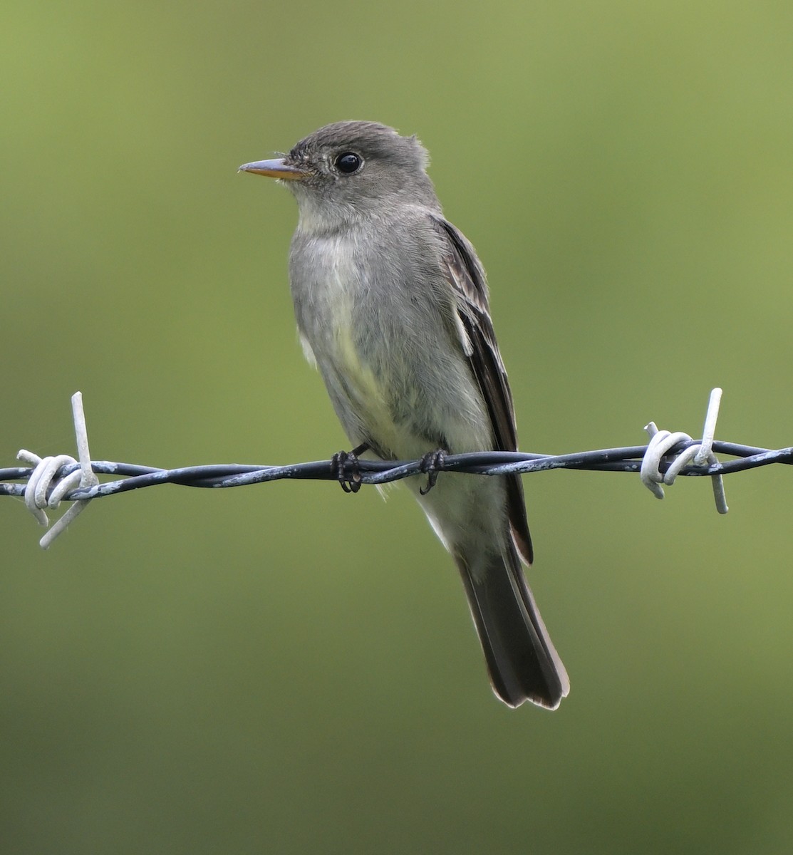 Eastern Wood-Pewee - Lisa Ruby