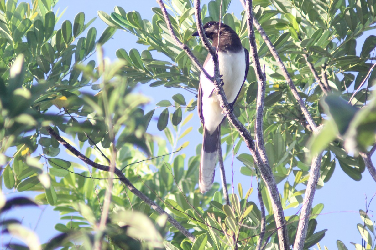 Brown Jay - ML620088985