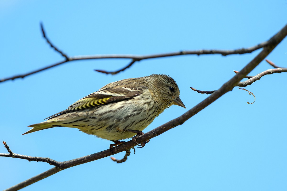 Pine Siskin - ML620088987