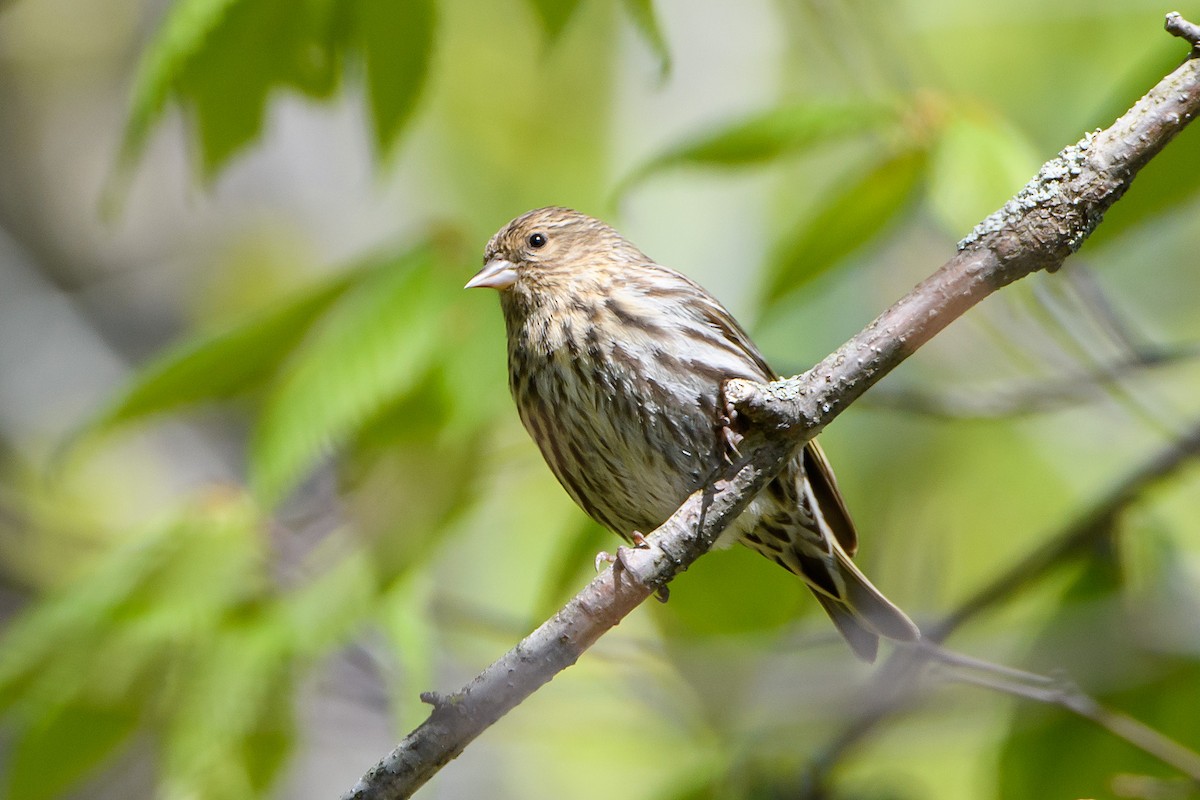 Pine Siskin - ML620088989