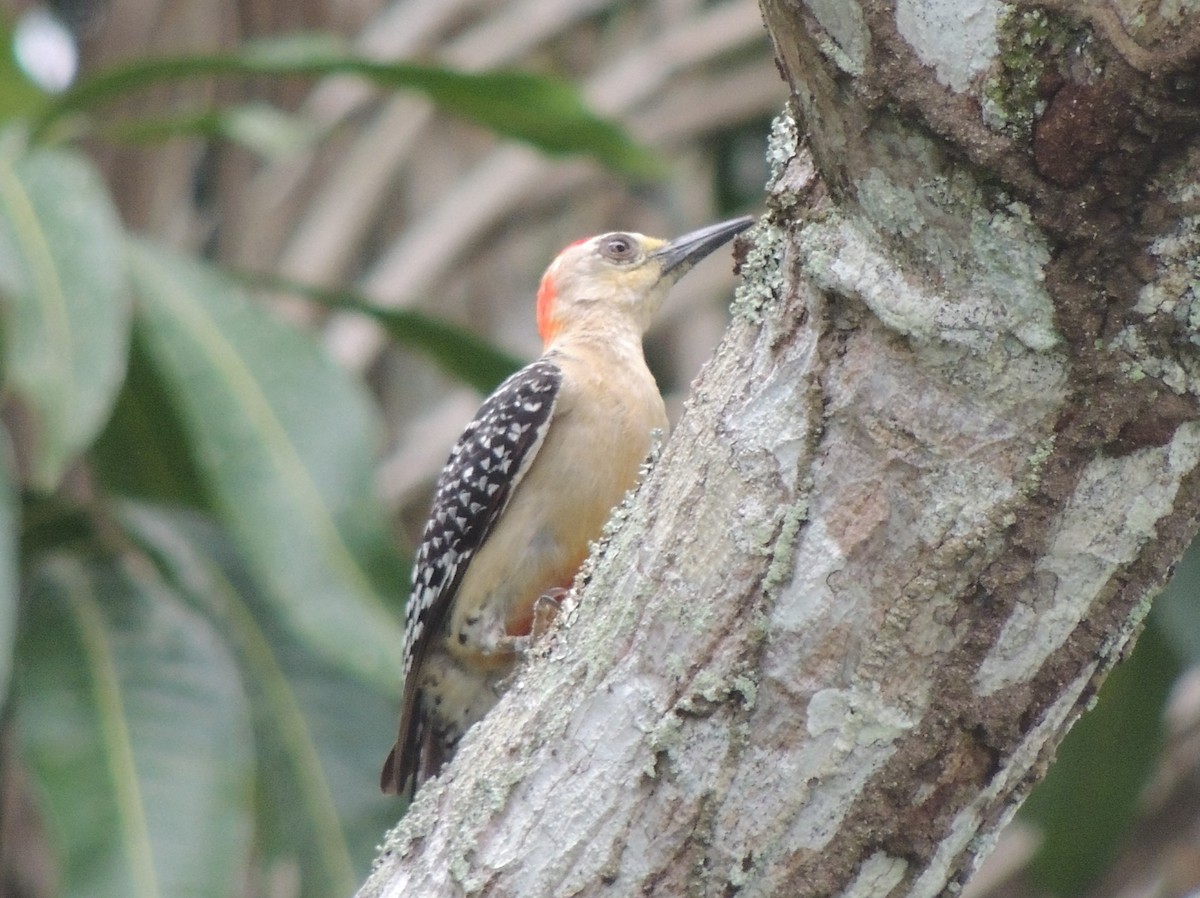 Red-crowned Woodpecker - ML620088990