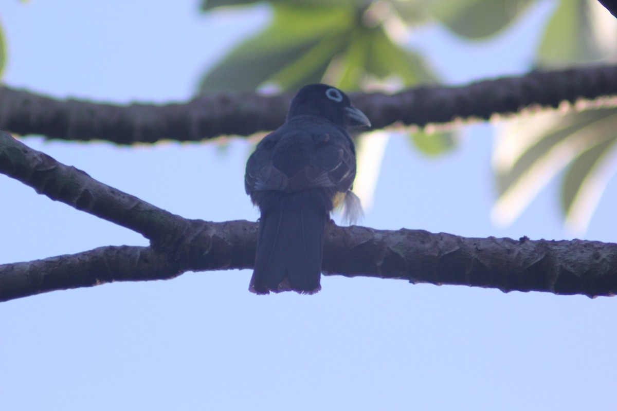 Kara Başlı Trogon - ML620088994