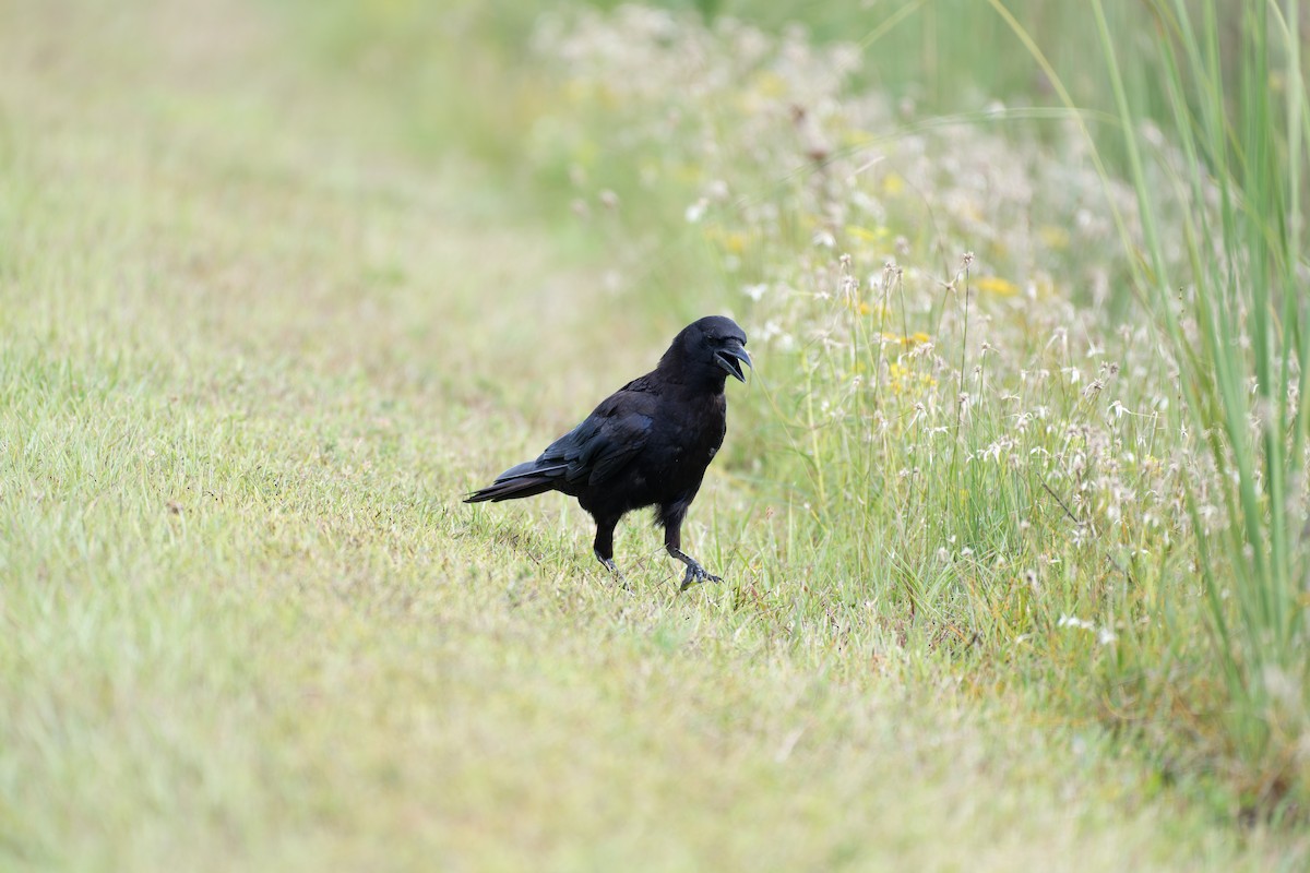 American Crow - ML620088999