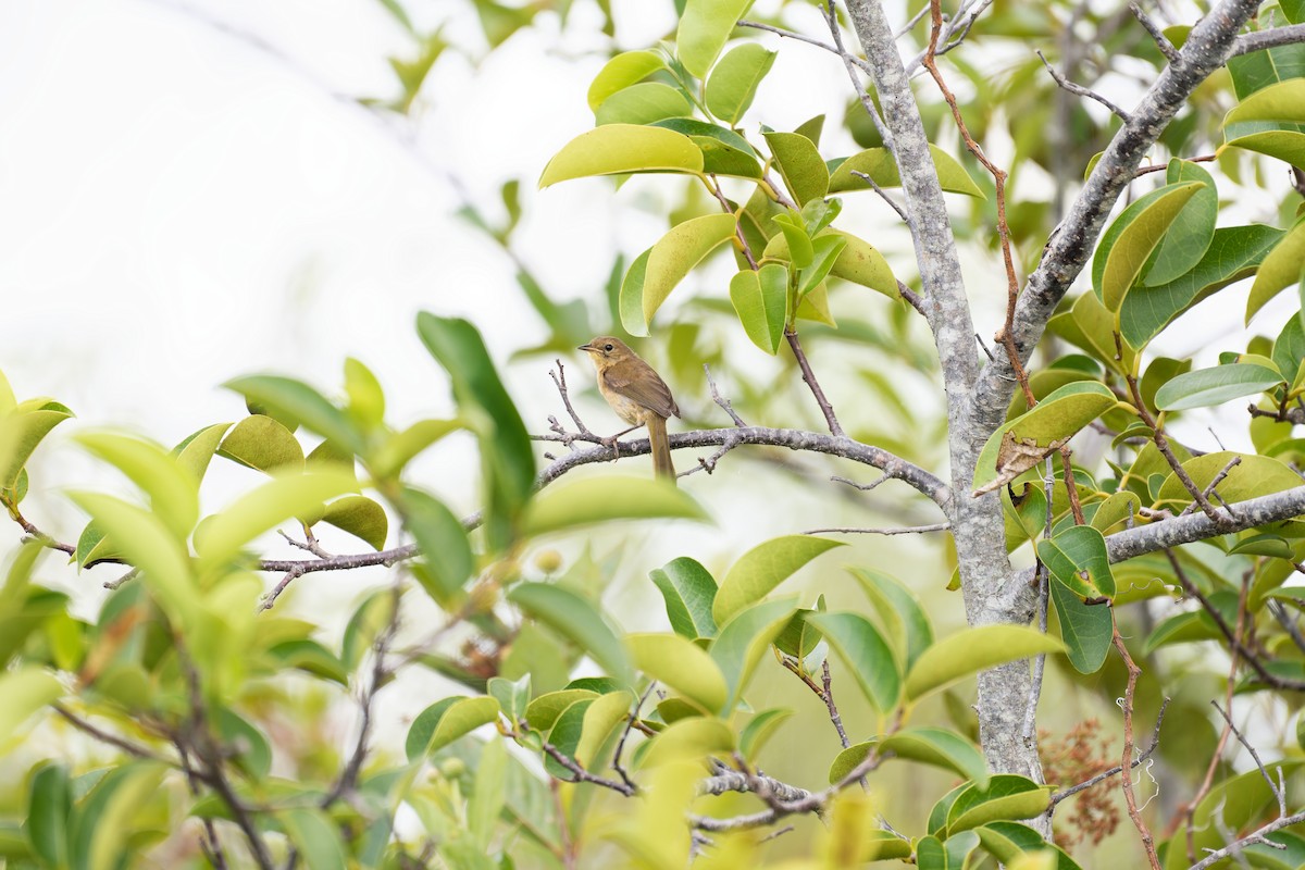 Common Yellowthroat - ML620089007