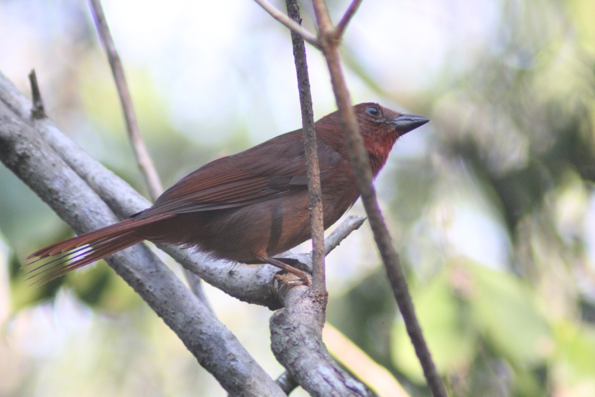 Red-crowned Ant-Tanager - ML620089015