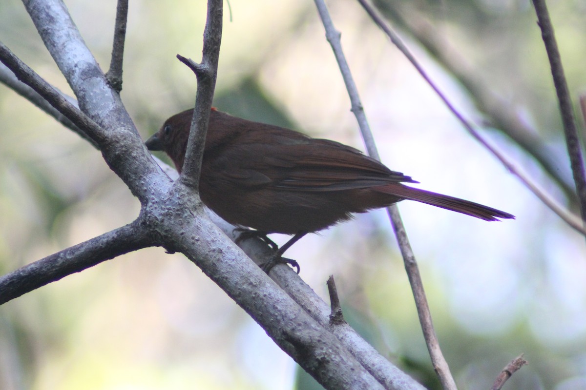 Red-crowned Ant-Tanager - ML620089016