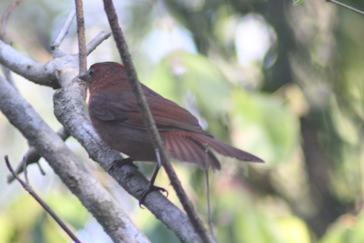 Red-crowned Ant-Tanager - ML620089017