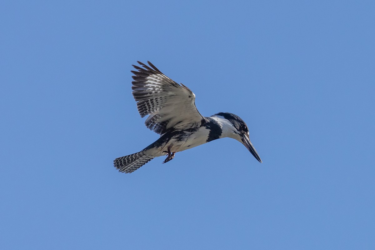Belted Kingfisher - ML620089020