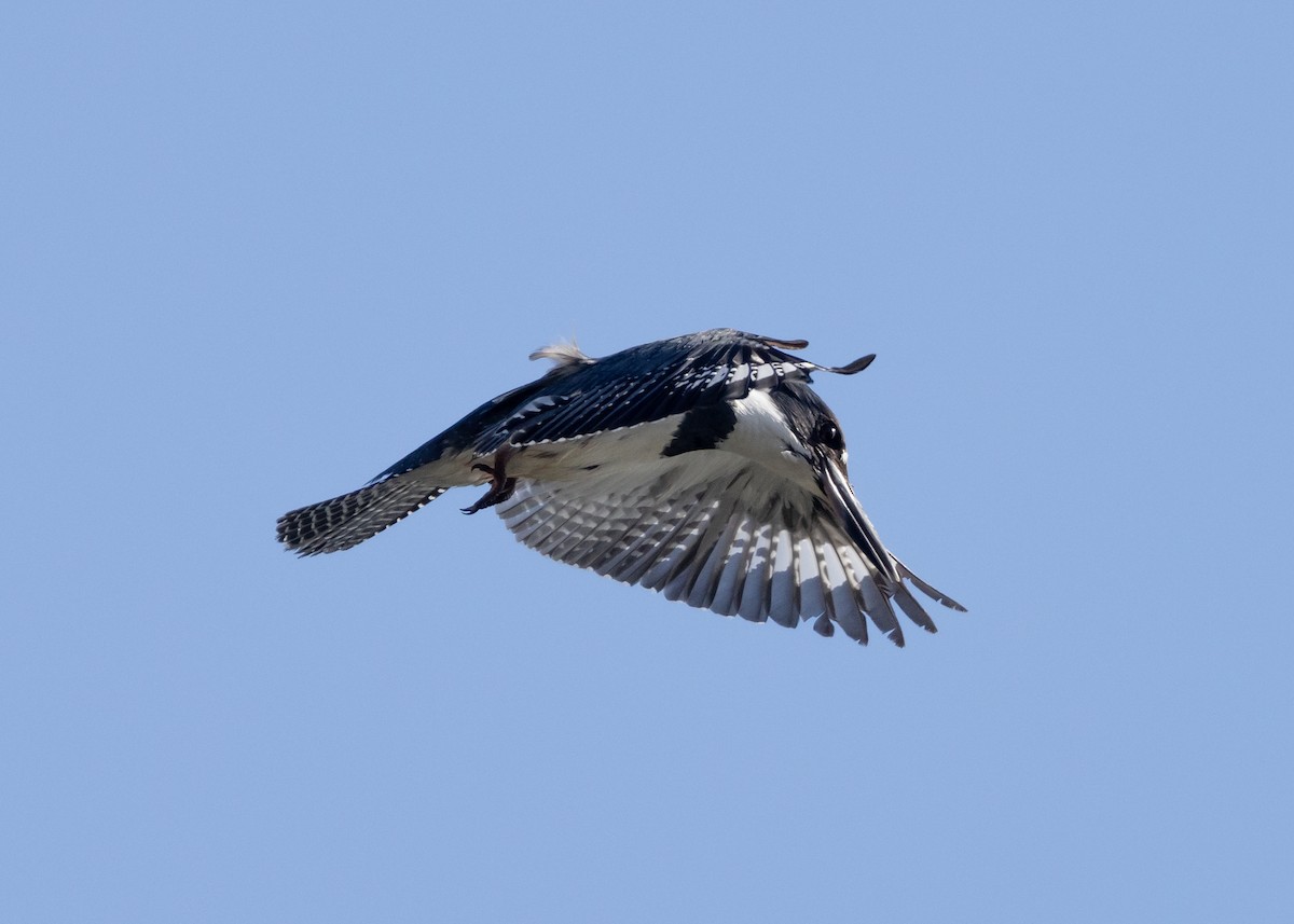 Belted Kingfisher - ML620089021