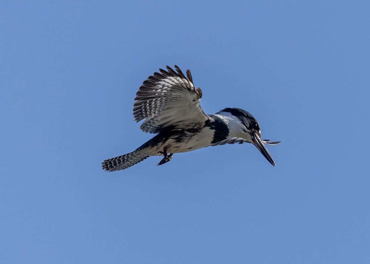 Belted Kingfisher - ML620089022