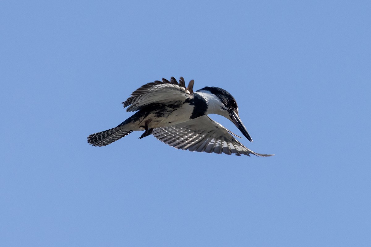 Belted Kingfisher - ML620089023