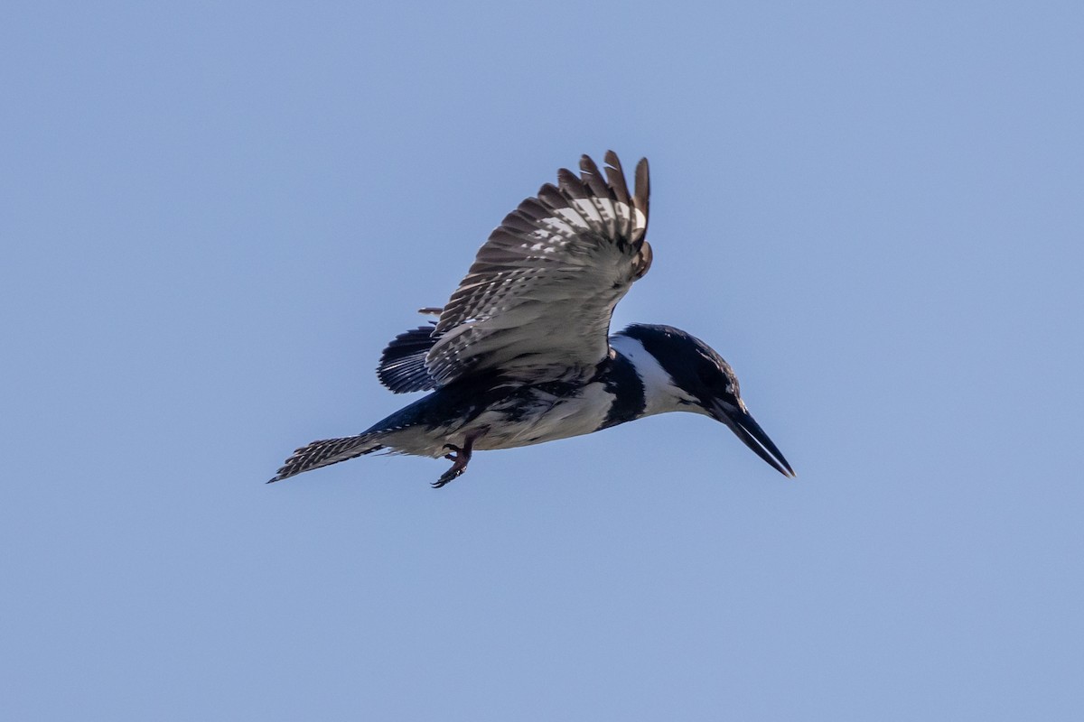Belted Kingfisher - ML620089024