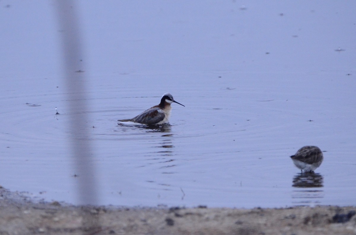 hvithalesvømmesnipe - ML620089038