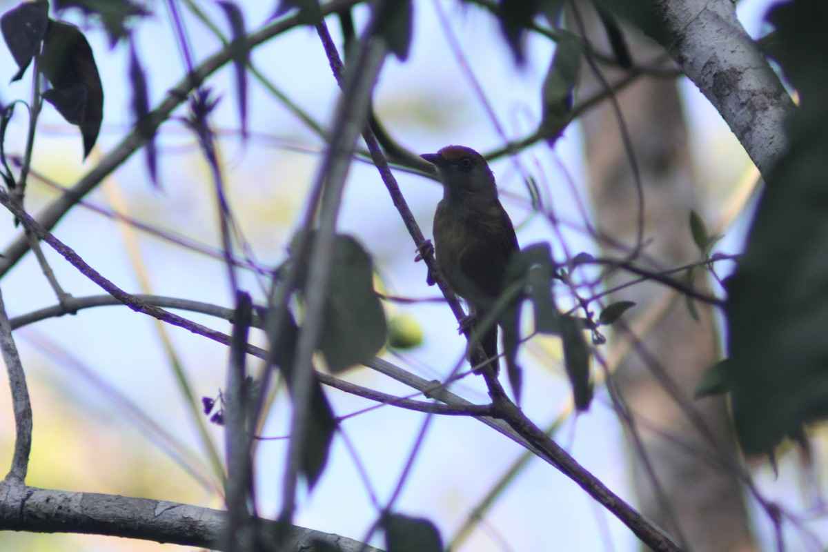 Tawny-crowned Greenlet - ML620089044