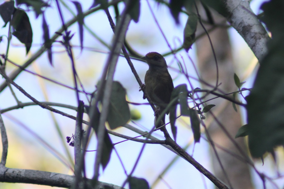 Tawny-crowned Greenlet - ML620089045