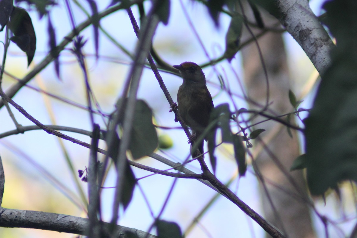 Tawny-crowned Greenlet - ML620089046