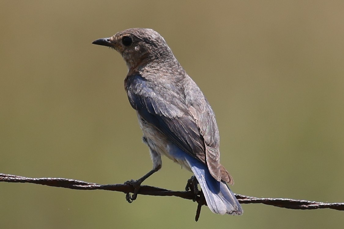 Eastern Bluebird - ML620089053