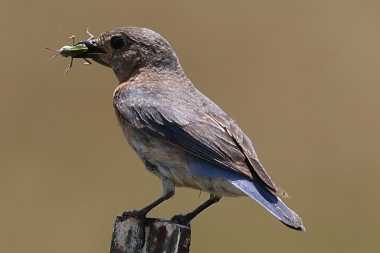 Eastern Bluebird - Connie yarbrough