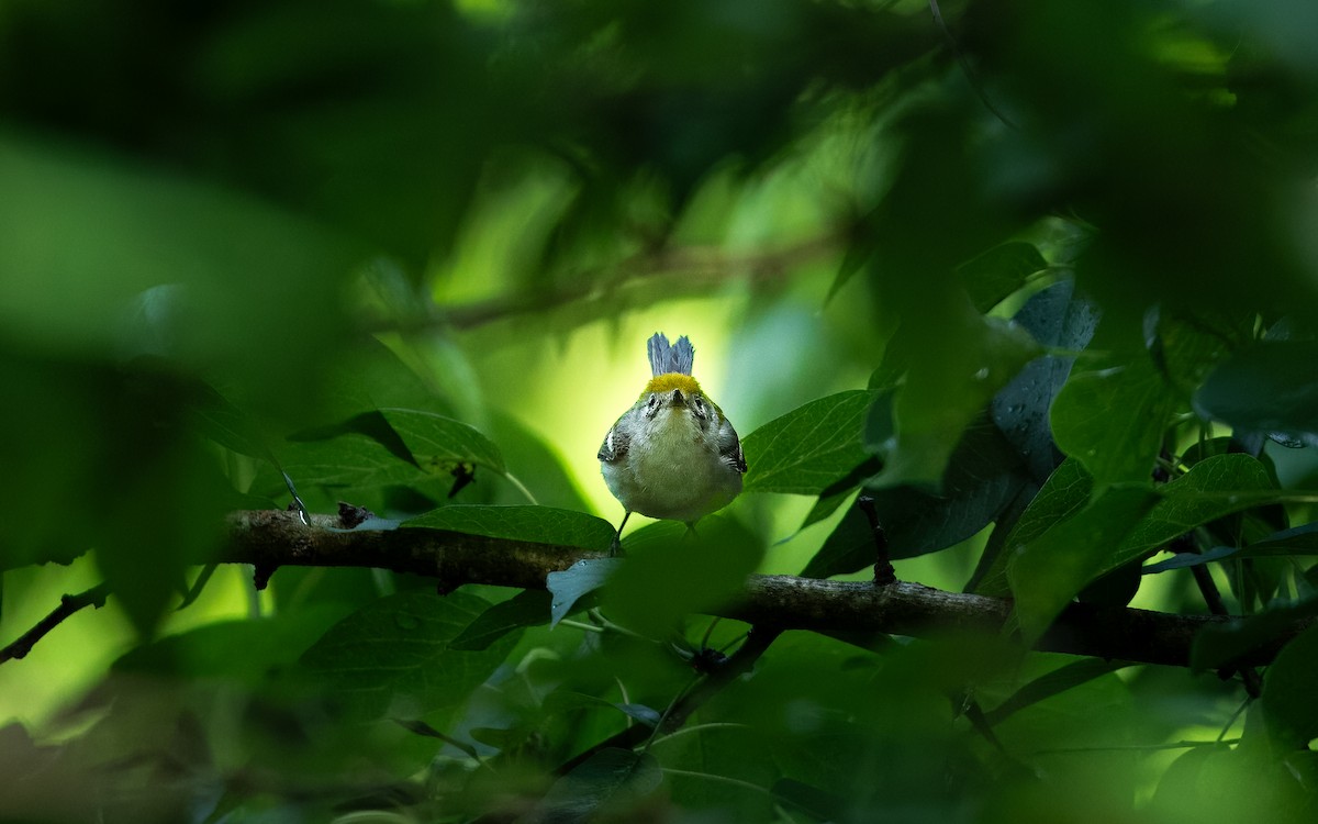 Chestnut-sided Warbler - ML620089055