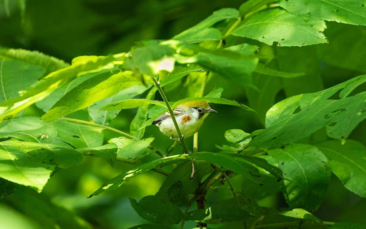 Chestnut-sided Warbler - ML620089056