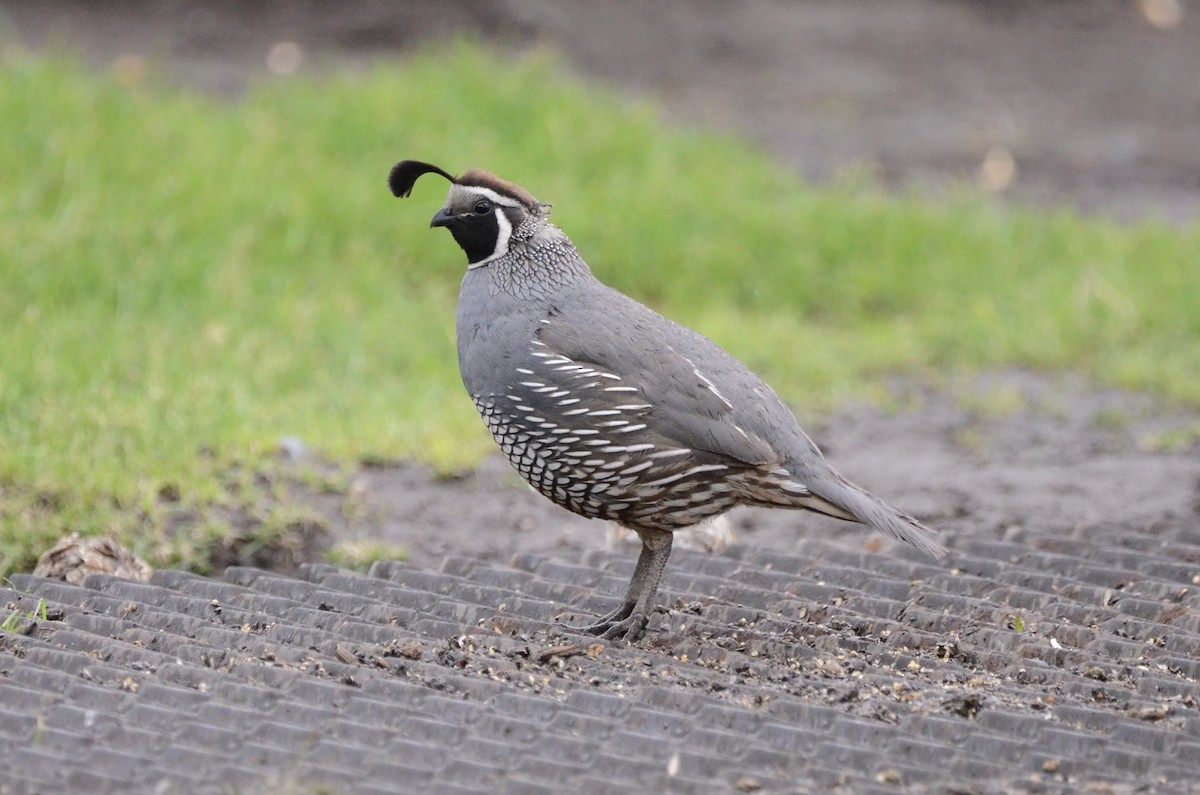 California Quail - ML620089057