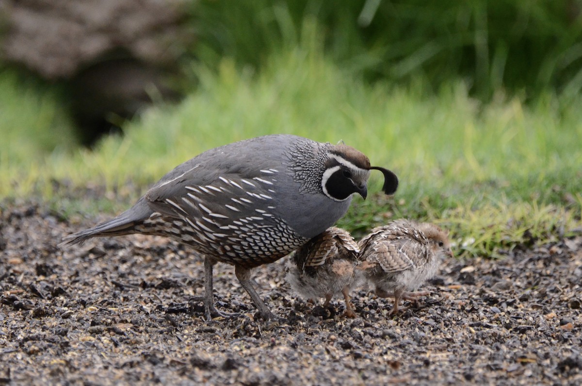 California Quail - ML620089062