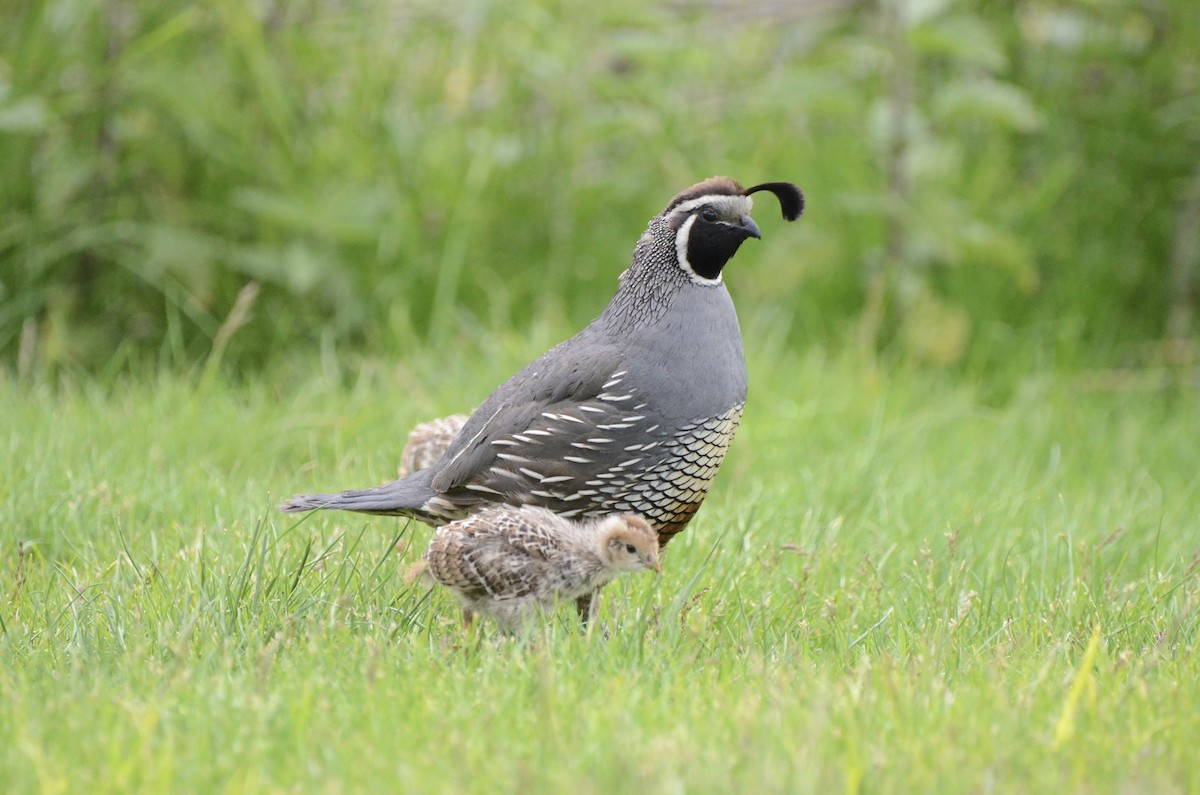 California Quail - ML620089064