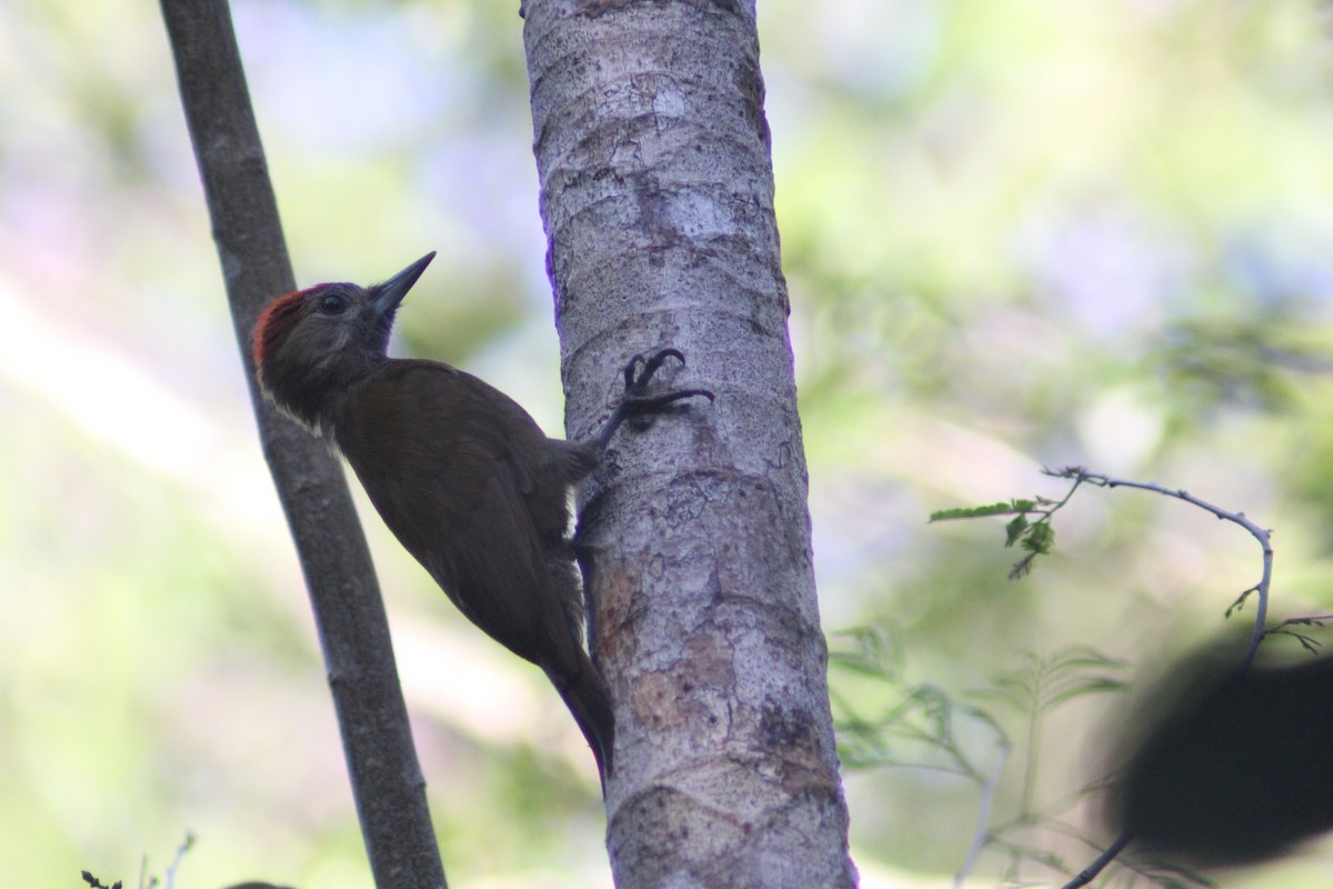 Smoky-brown Woodpecker - ML620089083