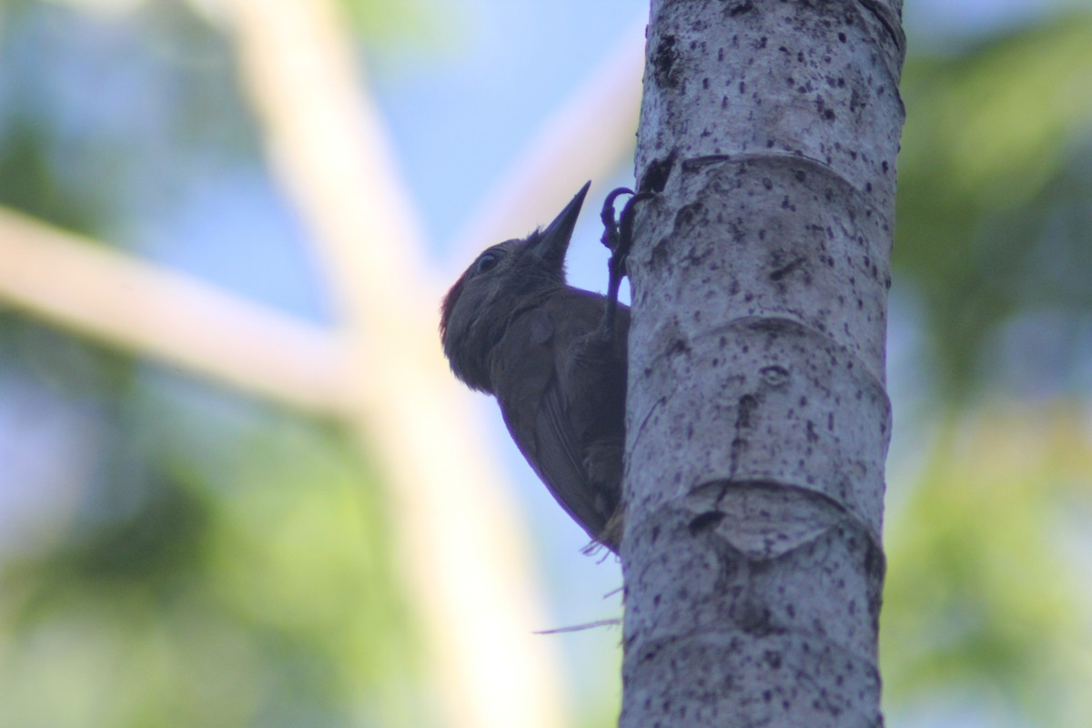Smoky-brown Woodpecker - ML620089084