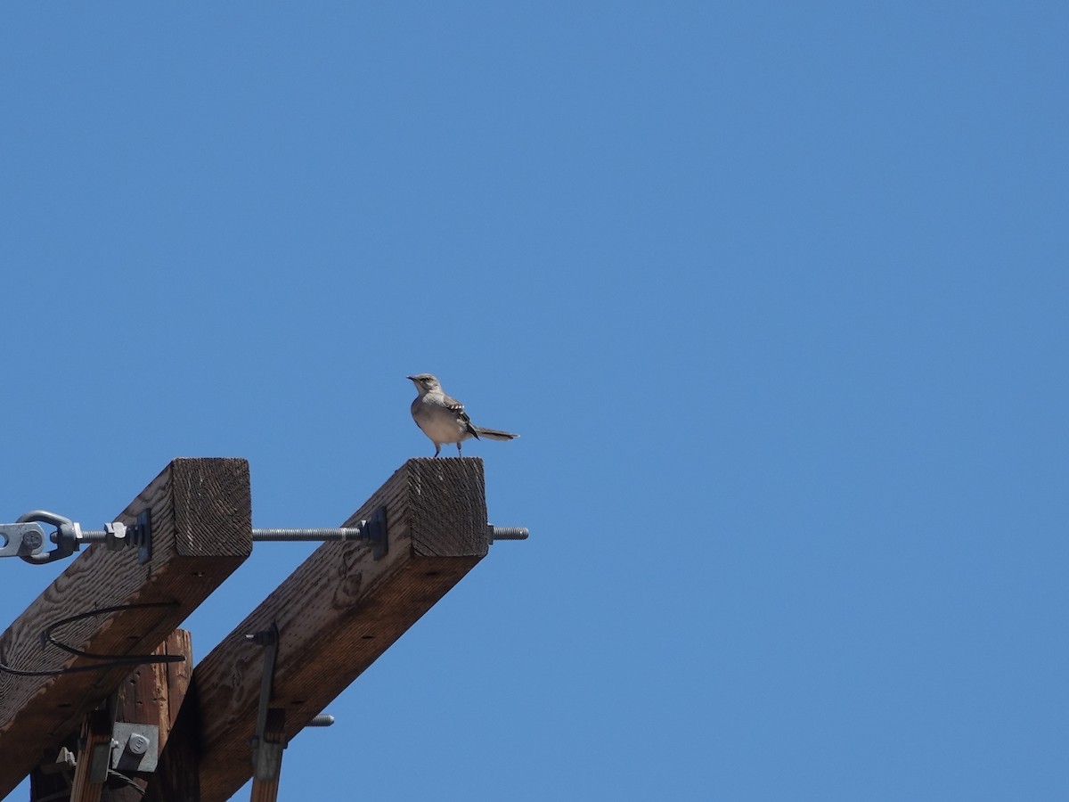 Northern Mockingbird - ML620089104