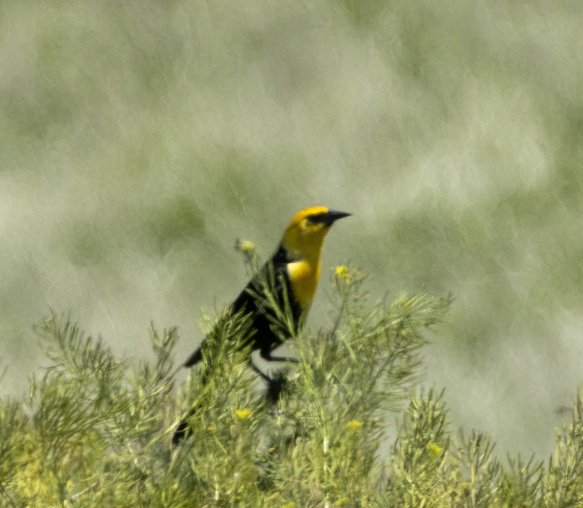 Yellow-headed Blackbird - ML620089122
