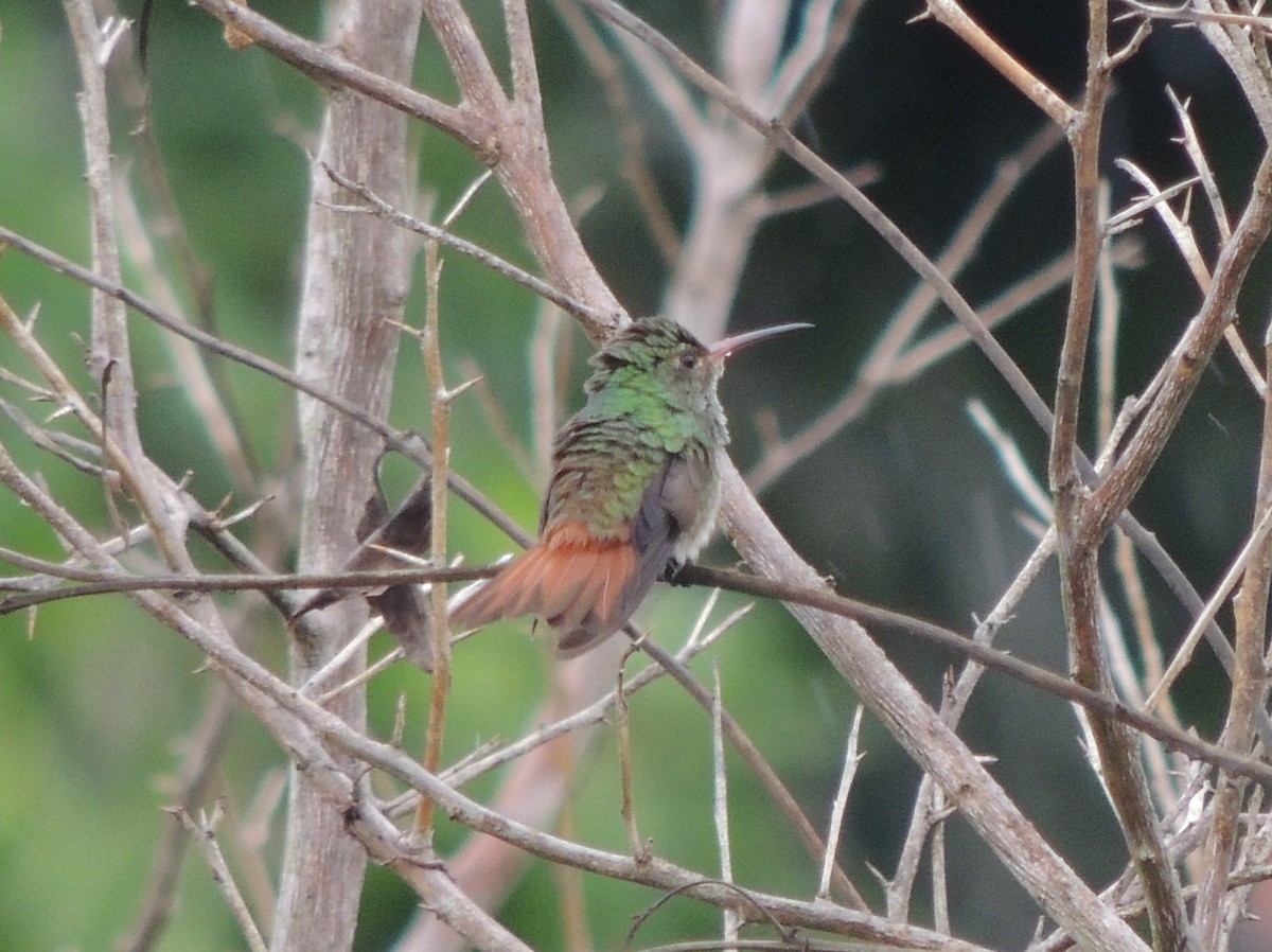 Rufous-tailed Hummingbird - ML620089130