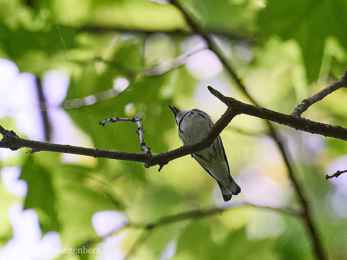 Blauwaldsänger - ML620089131