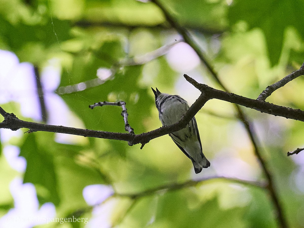 Blauwaldsänger - ML620089133