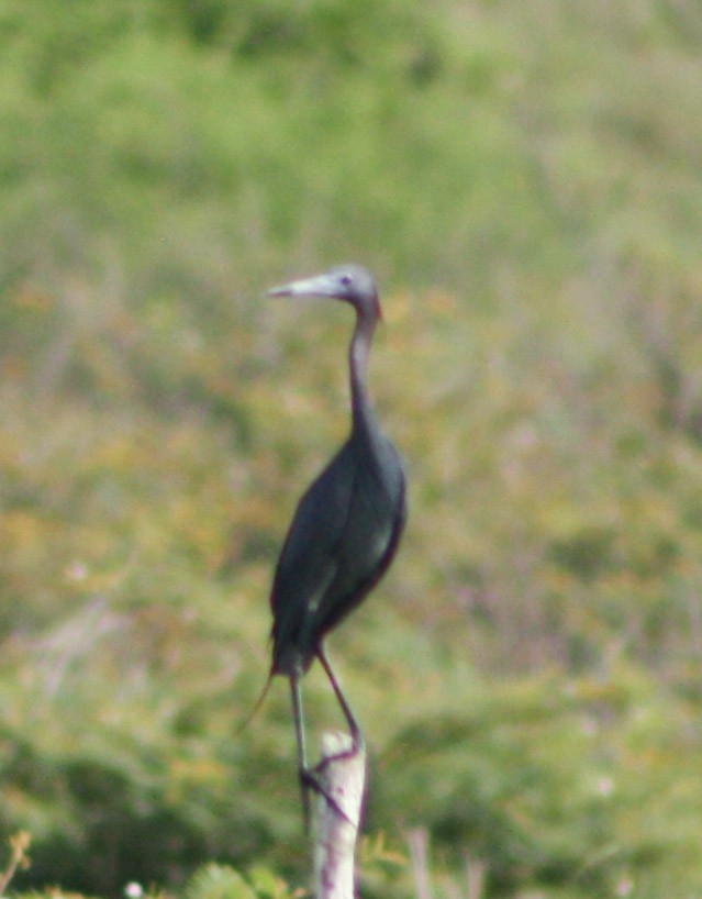 Little Blue Heron - ML620089154