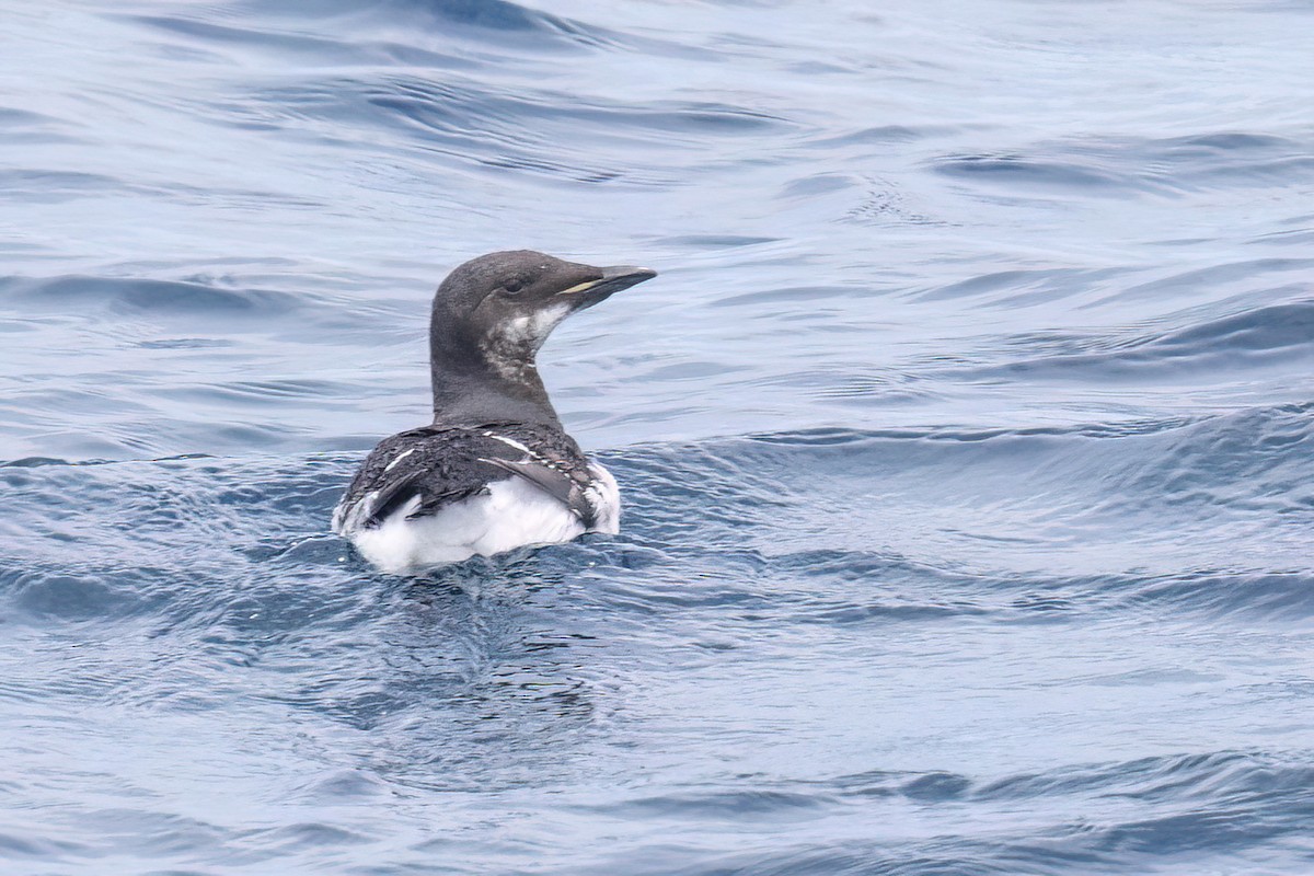 Thick-billed Murre - ML620089158