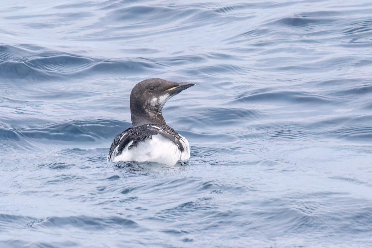 Thick-billed Murre - ML620089159