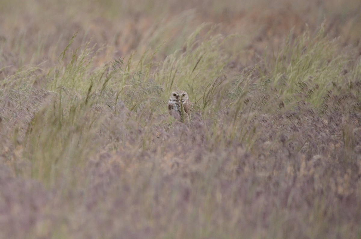Burrowing Owl (Western) - ML620089161