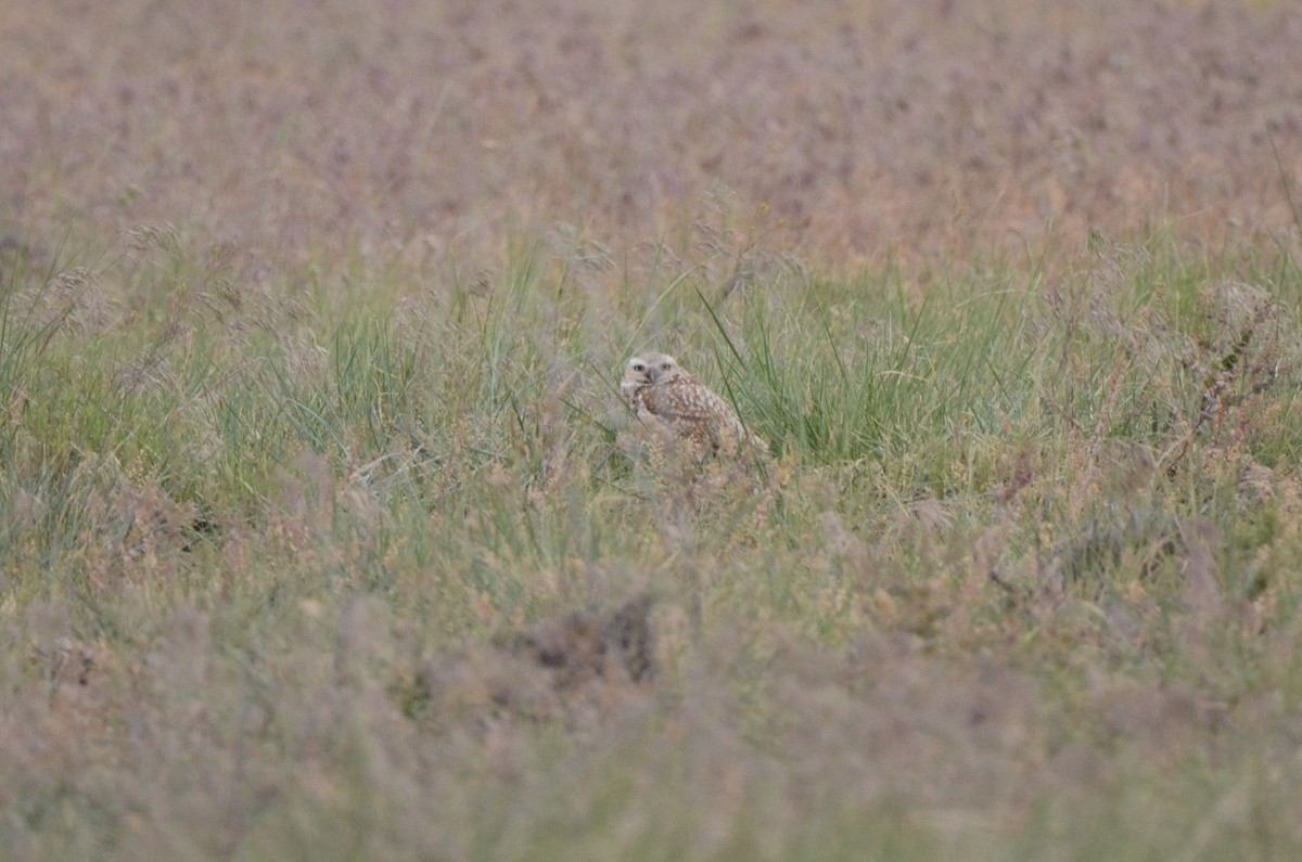 Burrowing Owl (Western) - ML620089168