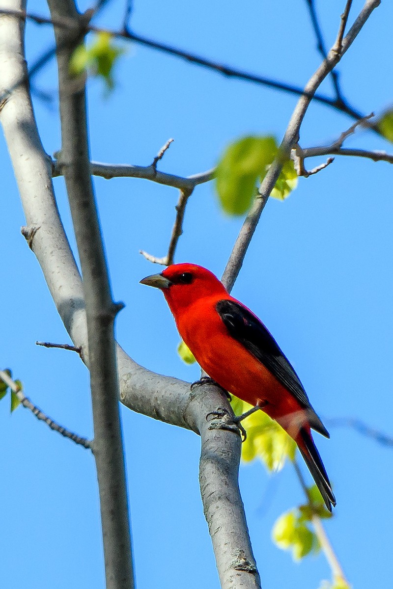 Scarlet Tanager - ML620089171