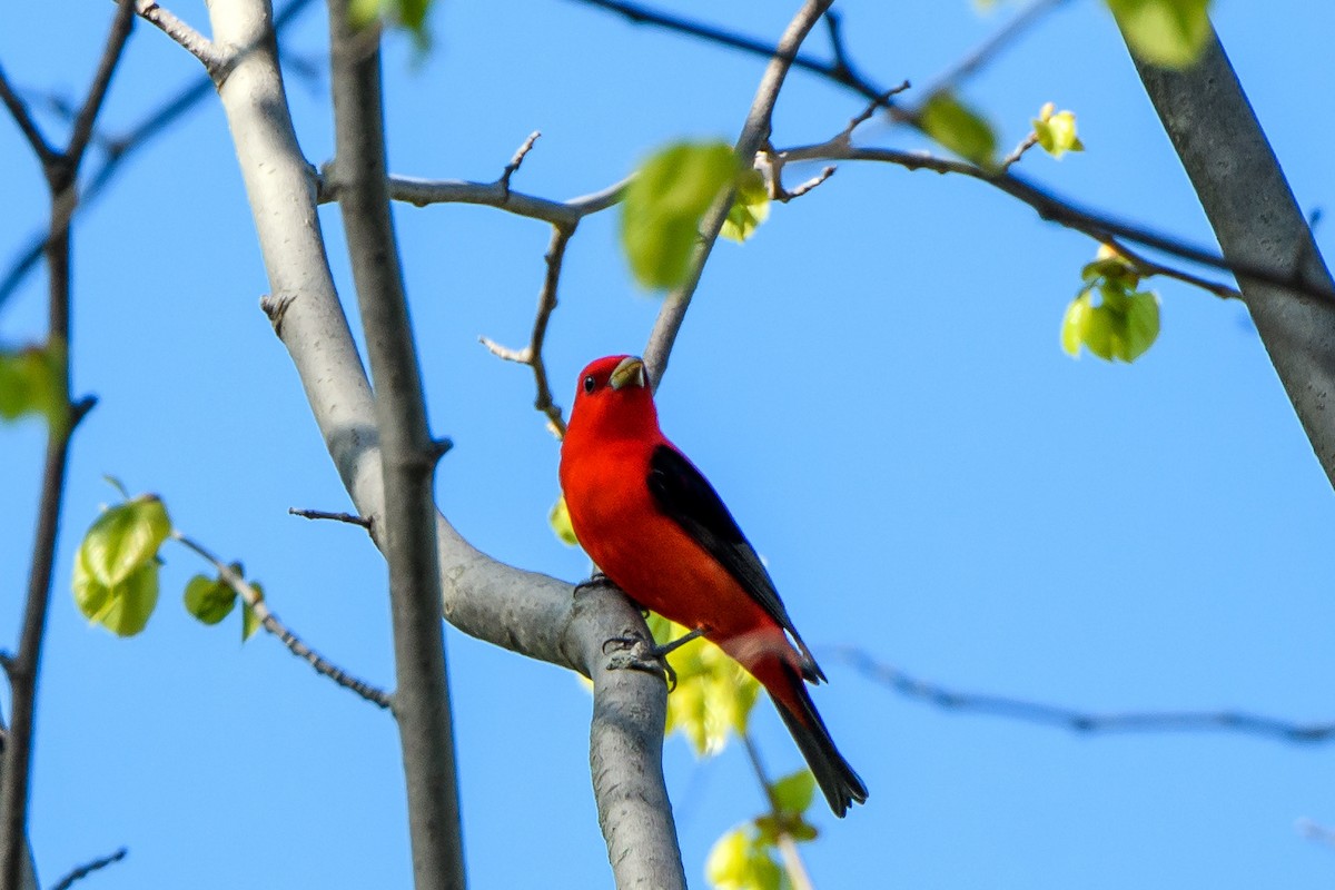 Scarlet Tanager - ML620089172