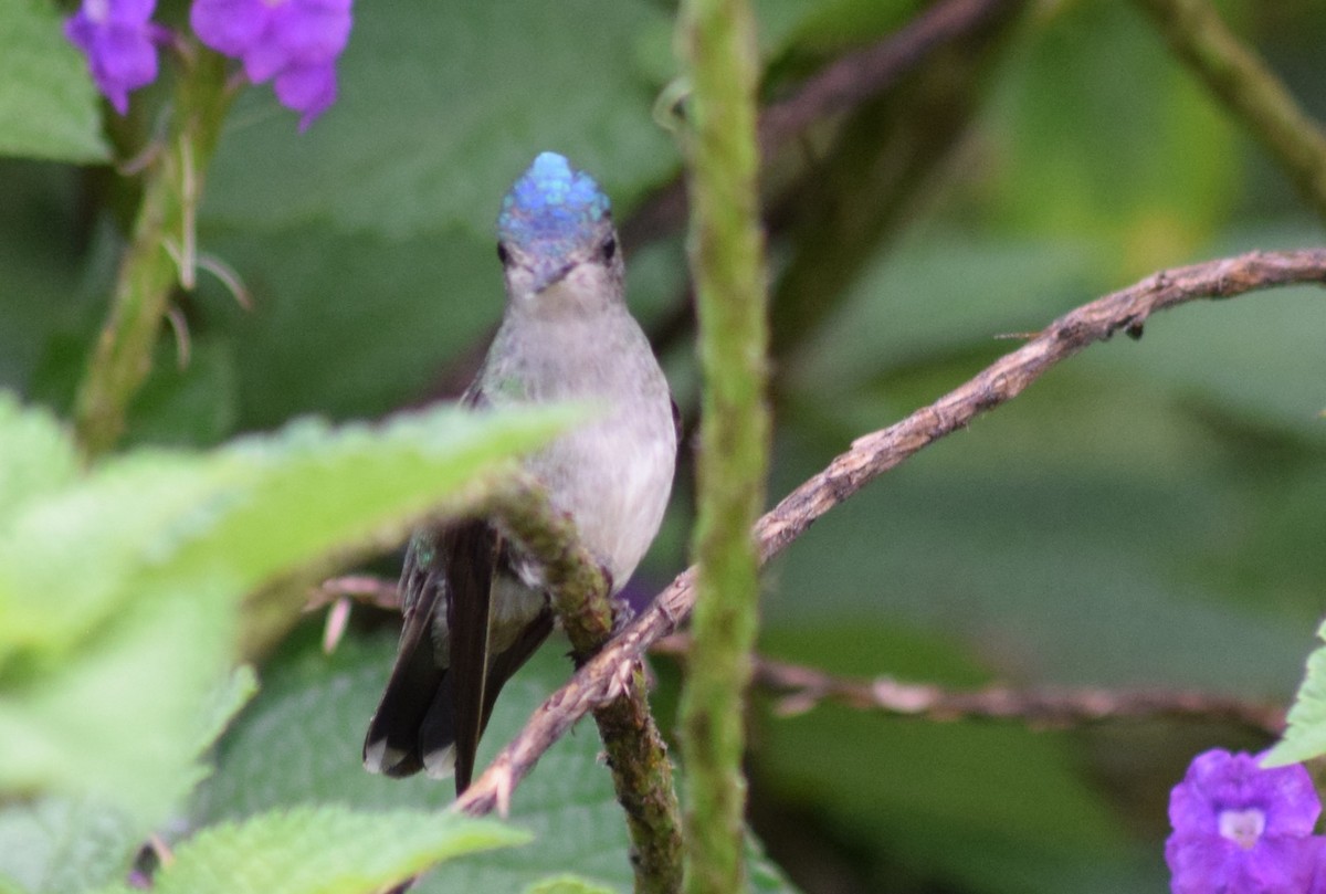 kolibřík fialovohlavý - ML620089176
