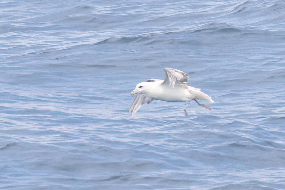 Northern Fulmar (Atlantic) - ML620089188