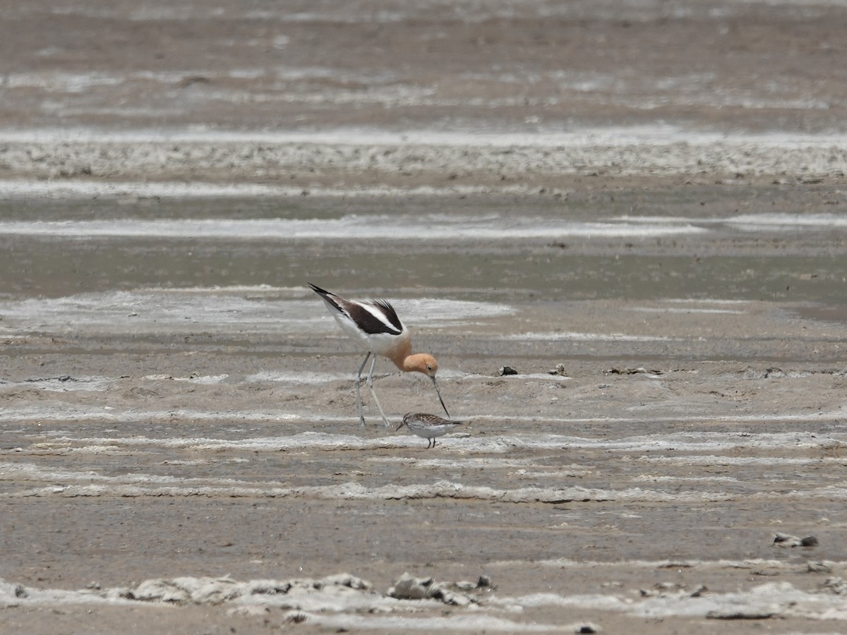 Weißbürzel-Strandläufer - ML620089193