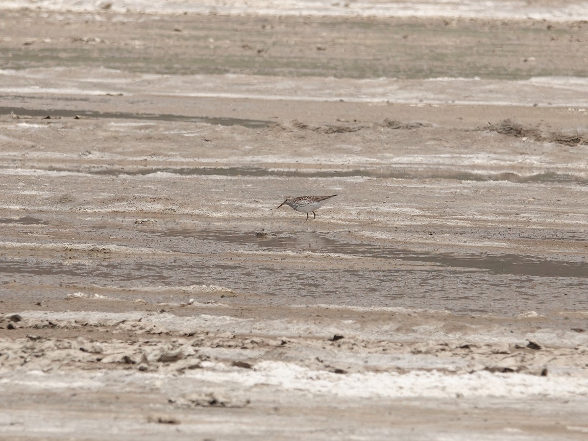 White-rumped Sandpiper - ML620089197