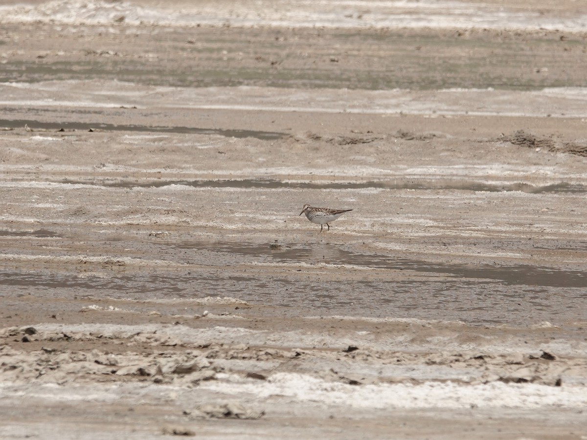 Weißbürzel-Strandläufer - ML620089198