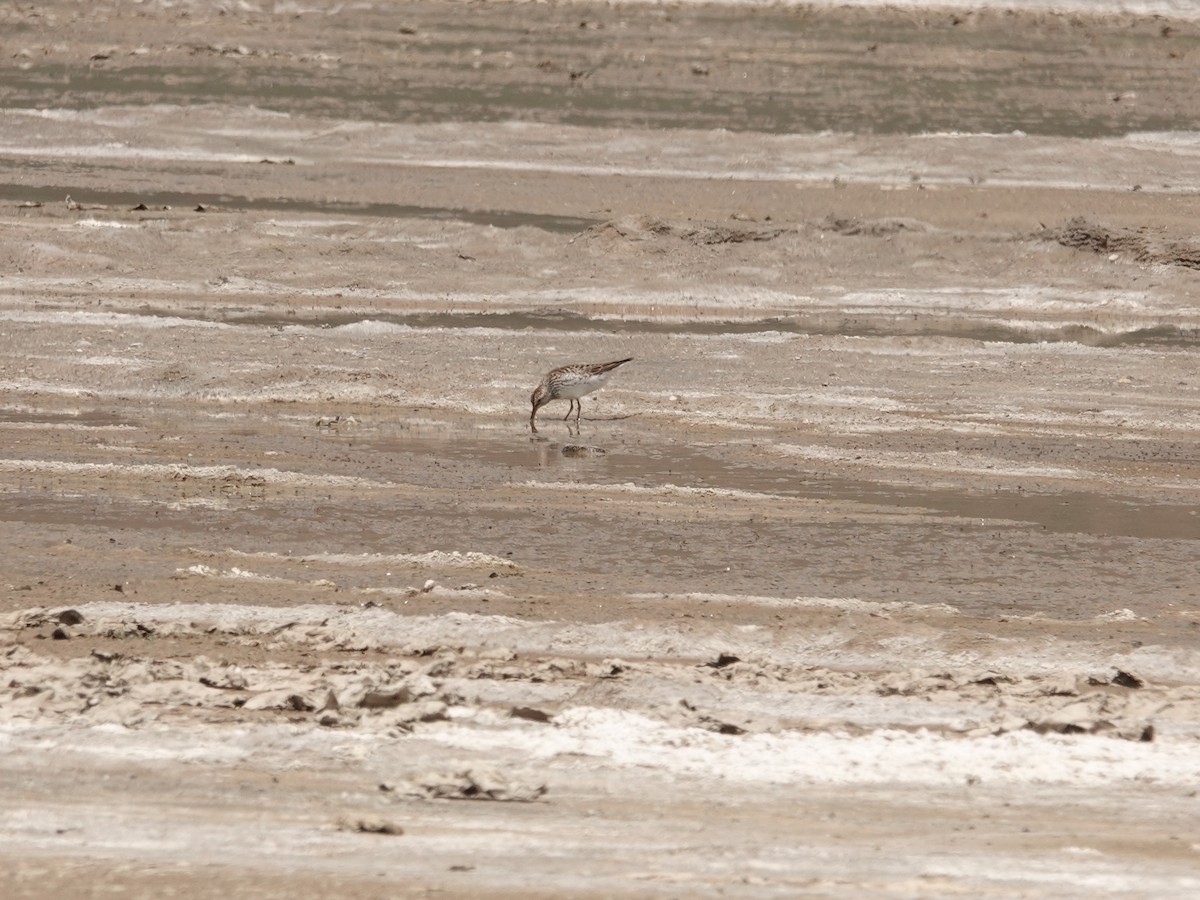 Weißbürzel-Strandläufer - ML620089200