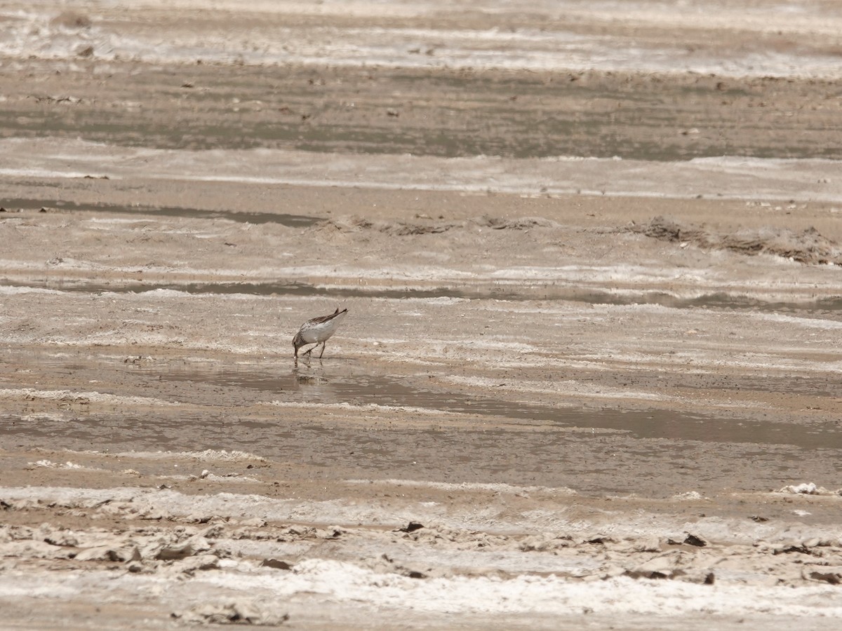 Weißbürzel-Strandläufer - ML620089201